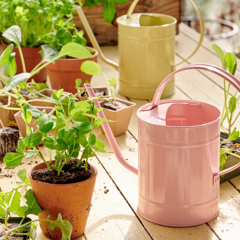 kastelukannu vihreä lapinpöllön paja