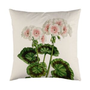tyynypällinen pelargonia kuvalla valkoisella taustalla